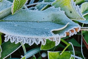 В Астраханской области снова прогнозируют заморозки