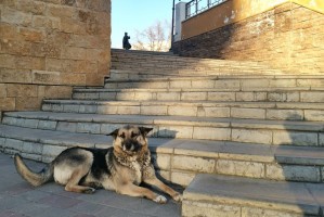 Стало известно, кто в Астрахани будет оценивать агрессивность собак