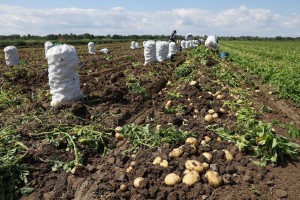 В Астраханской области приступили к сбору раннего картофеля