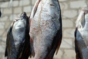Запрет на вылов воблы могут снять раньше, если восстановить попуски воды