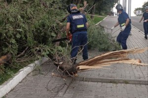 Накануне в Астрахани случился настоящий «деревопад»