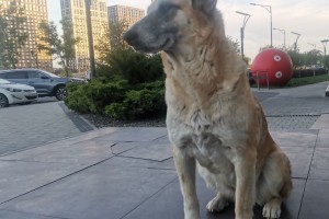 Астраханские зоозащитники проиграли очередной суд в Астрахани