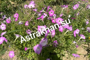 Астраханцам рассказали, что можно посадить летом на балконе и во дворе