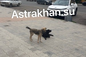 В Госдуме рассмотрят 16 законопроектов, касающихся бродячих собак
