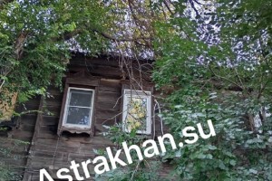 Астраханцы жалуются на угрозу падения огромных сухих веток