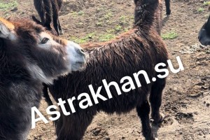 Астраханцы опасаются за судьбу стада ослов, брошенных в селе