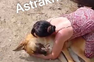 Агрессивные астраханцы стали чаще нападать на ловцов бездомных собак