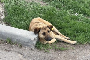 Бастрыкин поручил активнее заняться организацией отлова бродячих собак в Астрахани