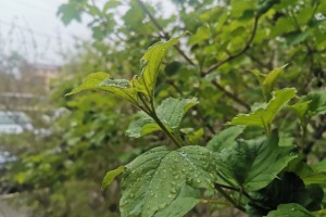21 сентября в Астраханской области вновь ожидается дождь
