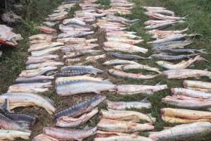 В Астраханской области задержана группа браконьеров