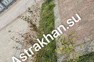 Справляются ли коммунальщики с уходом за растениями в Астрахани?
