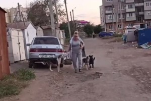 Прикормленная стая собак терроризирует жителей еще одного микрорайона в Астрахани