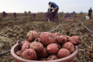 В Астраханской области собирают поздний картофель