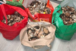 Места надо знать! В Астраханской области стартовал сезон грибов