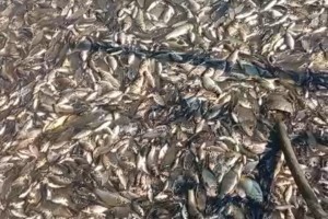 В Астраханской области зафиксировали массовый замор рыбы