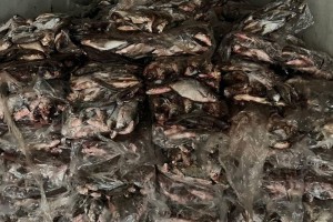 На территории Астраханской области изъято 50 тонн рыбы и 300 килограмм осетровых