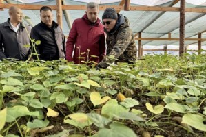 В Красноярском районе Астраханской области впервые планируют собрать батат