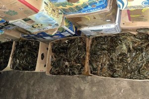 Полицейские обнаружили в гараже астраханца почти две тонны раков