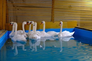 Птицы с Лебединого озера в Астрахани отправились на зимовку