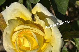 В ноябре астраханцы могут наблюдать настоящую природную аномалию