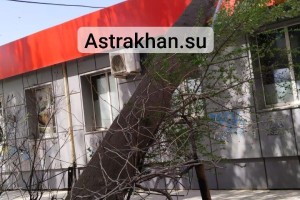 В Астрахани дерево рухнуло на крышу магазина