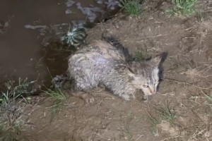 Москвичи поймали живую кошку во время рыбалки