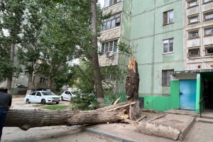 Астраханцы бьют тревогу из-за падающих деревьев