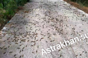 Саранча продолжает атаковать астраханские села