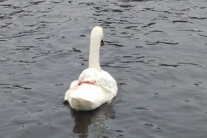 Астраханцы заметили раненого лебедя на Лебедином озере